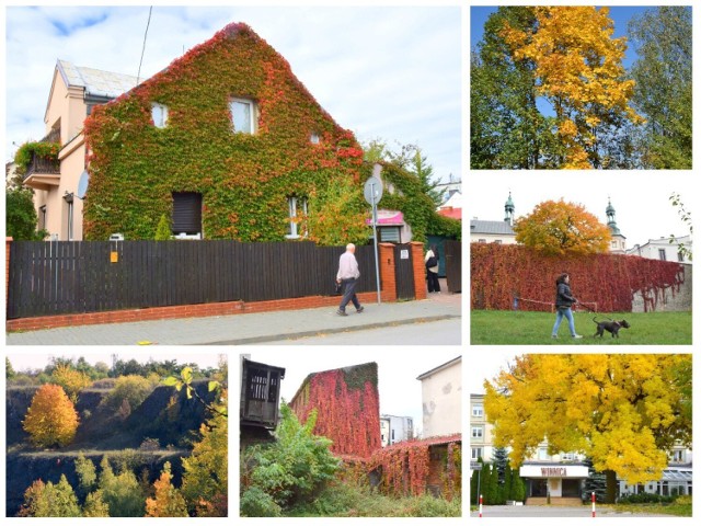 Jesień 2021 w Kielcach zachwyca feerią barw. Liście na drzewach przybrały piękne kolory. Wszędzie jest złoto i czerwono, a gdzieniegdzie można jeszcze dostrzec soczystą zieleń.

Nasz fotoreporter uwiecznił, jak wyglądały Kielce w czwartek, 6 października.

Zrobiłeś ciekawe zdjęcia jesieni w Kielcach? Zapraszamy do przesłania swoich fotografii na adres internet@echodnia.eu lub zamieszczania na naszym profilu na Facebooku.

Zobacz więcej na kolejnych slajdach >>>