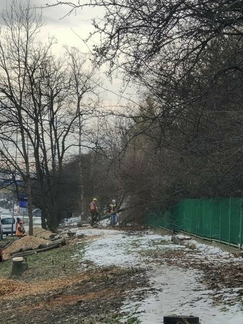 Kraków i budowa tramwaju do Mistrzejowic. Wycinka trwa, drzewo spada na ogrodzenie przedszkola, radny domaga się rozwiązania umowy