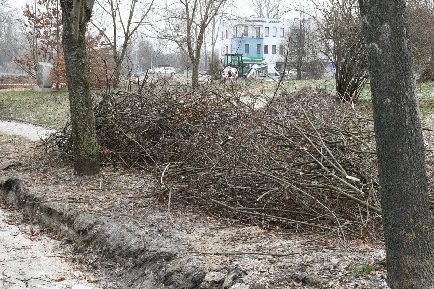 Mieszkańcy Kielc uratowali drzewa przed wycinką. Rozpoczęło się ich przesadzanie. Zobacz zdjęcia i film