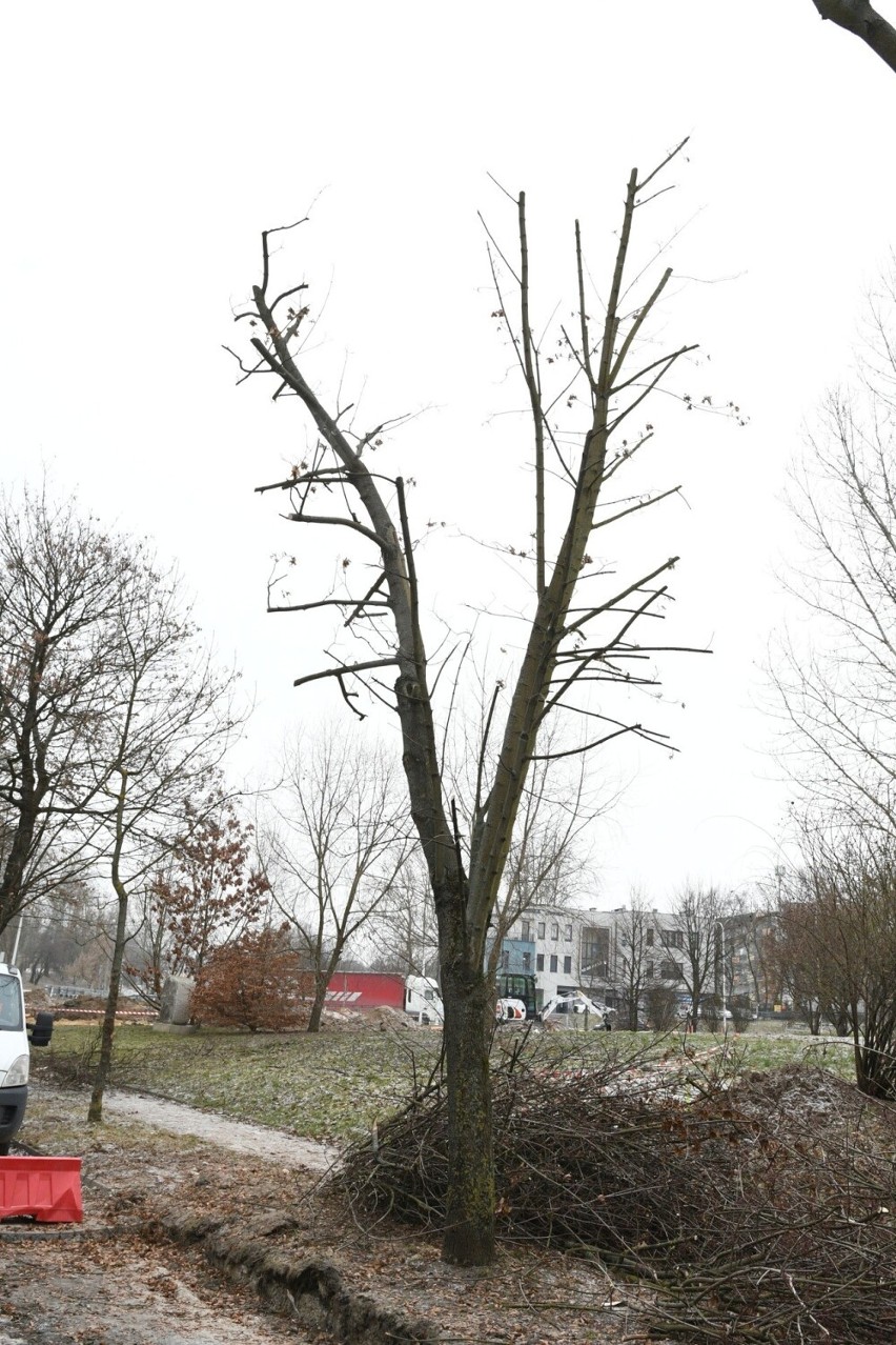 Mieszkańcy Kielc uratowali drzewa przed wycinką. Rozpoczęło się ich przesadzanie. Zobacz zdjęcia i film