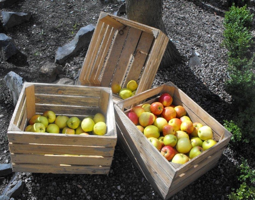 Na Piaskowej Górze rozdano 18 ton jabłek