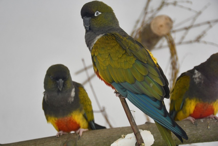 Papugi w poznańskim zoo mają nowy dom! Czekają tam na prawdziwą wiosnę