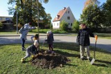 Wspólne sadzenie drzew w Brzegu. W akcji wzięły udział przedszkolaki [ZDJĘCIA]