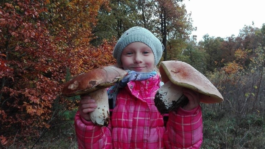 Takie grzyby rosną w lubuskich lasach. Niektóre z tych...