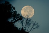 Kalendarz księżycowy ogrodnika na październik 2020. Co zrobić w tym miesiącu i najlepiej kiedy, zgodnie z fazami Księżyca