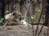 W zoo w Łodzi urodził się gepard