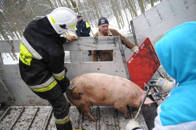 Wypadek na drodze Śrem Kórnik pod Czmoniem. Wywrócił się tir ze świniami [FOTO]

W nocy 20 marca doszło do wypadku na drodze 434 Śrem-Kórnik. Na łuku drogi między gościńcem Marzymięta i Czmoniem wywróciła się ciężarówka przewożąca świnie. Samochód jadący w kierunku Śremu zjechał na przeciwległy pas ruchu i wywrócił się na bok.