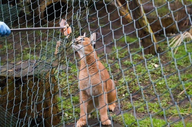 Z okazji Światowego Dnia Kota w toruńskim Ogrodzie Zoobotanicznym zorganizowano karmienie karakali i tarajów