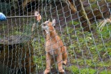 Tak w toruński ogrodzie zoobotanicznym się karmi drapieżne karakale i taraje [zdjęcia]