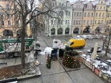Wielka choinka pojawiła się już w Jeleniej Górze. 5 grudnia będzie rozświetlona dzięki magicznemu zaklęciu