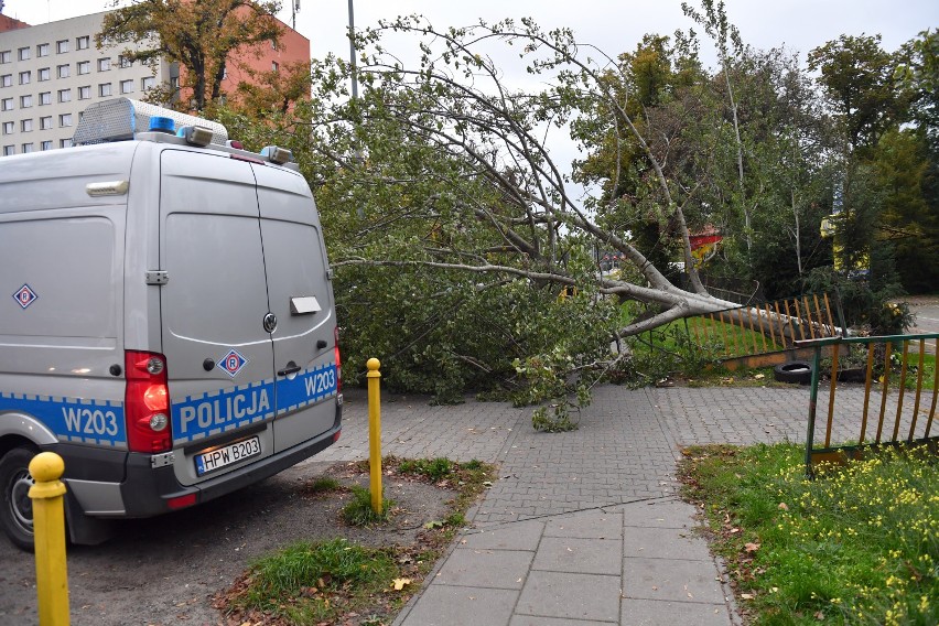 Silny i porywisty wiatr w województwie zachodniopomorskim i Szczecinie. ALERT RCB - powalone drzewa, uszkodzone samochody. Strażacy w akcji