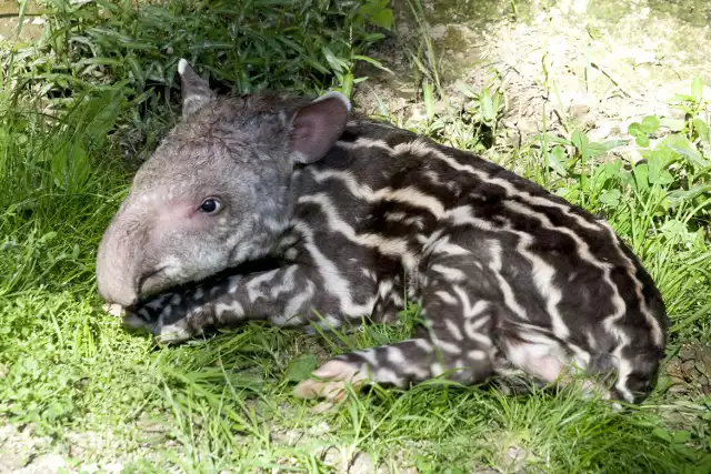 Kilka dni później  urodził się samczyk - dziesiąte dziecko pary tapirów - Chaco i Conchity.