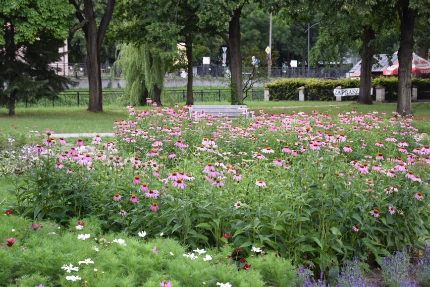 Miejskie rabaty w Pruszczu. Kolorowe kwiaty przyciągają motyle i inne owady |ZDJĘCIA