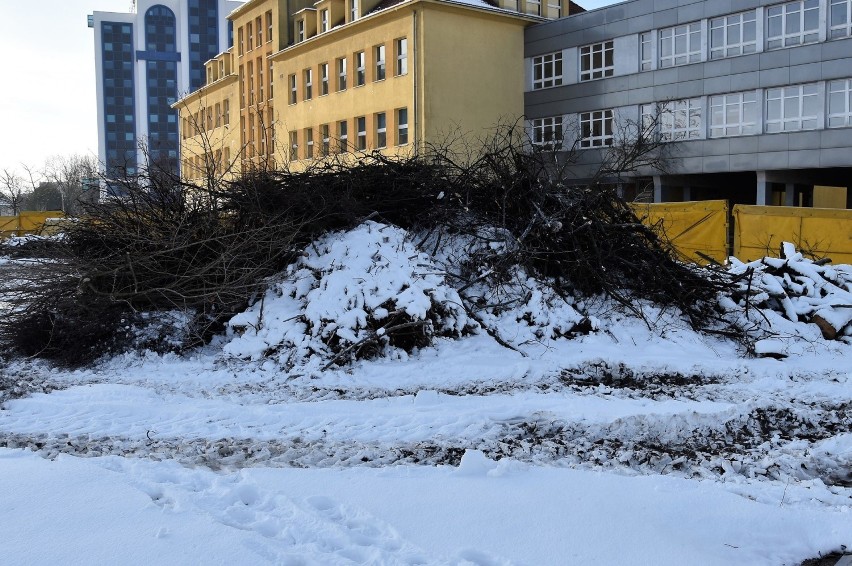 Centrum przesiadkowe Opole Wschodnie - skutki wycinki drzew...