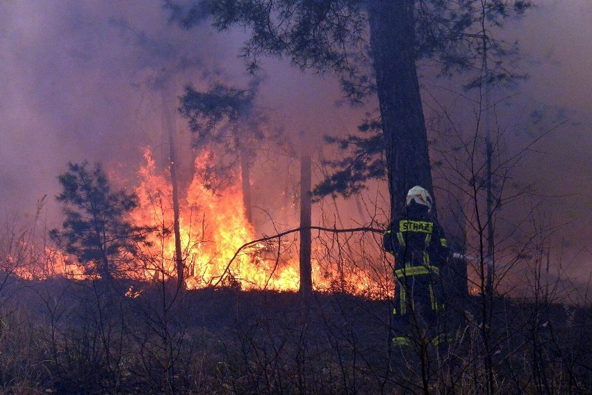 Pożar lasu w Jeziorach Wysokich