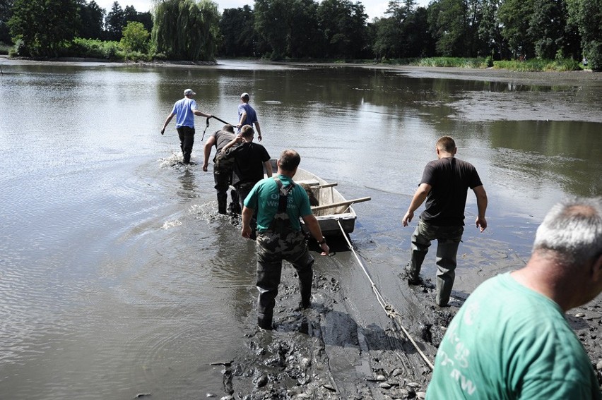 Oleśnica: Gigantyczne ryby w stawie (ZDJĘCIA)