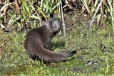 Zamość. Ten samiec to dopiero okaz! W Europie mogą się nim pochwalić tylko dwa ogrody zoologiczne