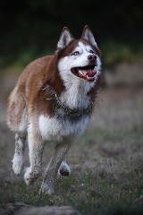 W okolicy ul. Polnej w Kwidzynie zaginął pies rasy siberian husky
