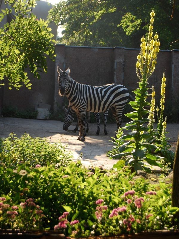 ZEBRA zaprasza do siebie: Wrocławskie zoo pełne jest kwiatów i roślin (ZDJĘCIA)