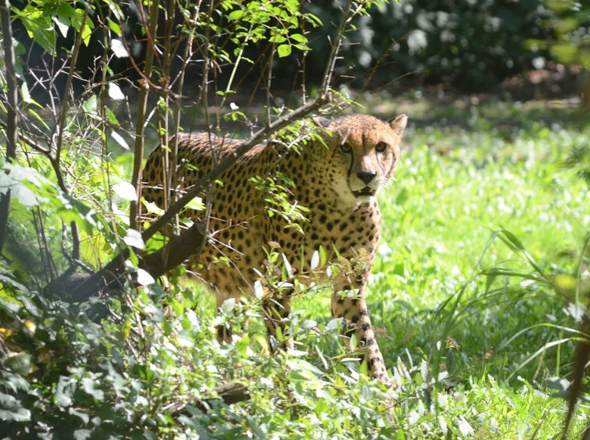 Plany i zmiany w zoo w Łodzi. Nowe wybiegi, woliery i monitoring