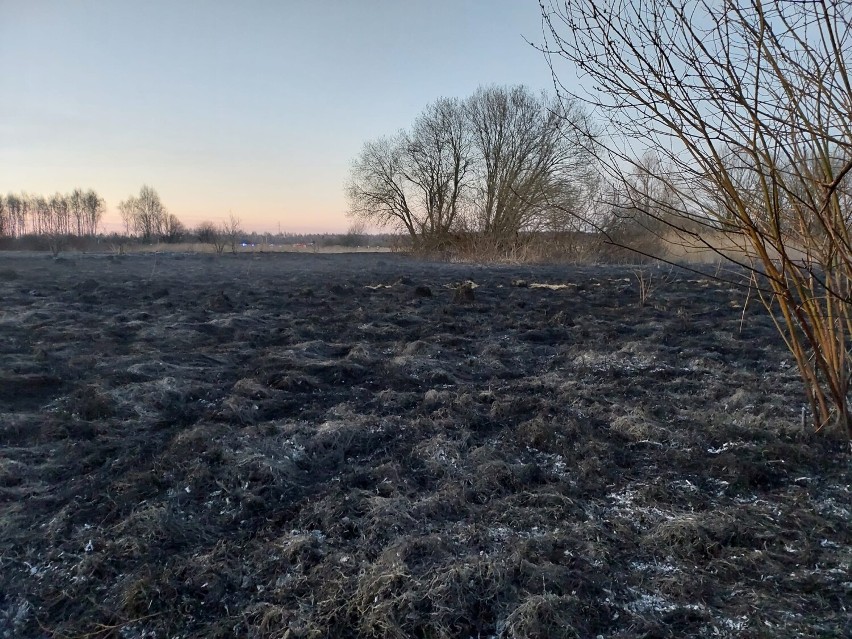 Duży pożar traw przy ul. Broniewskiego w Piotrkowie. Gasiło...