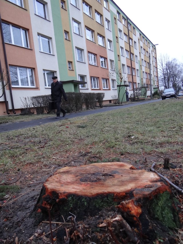 Na osiedlu Wyszyńskiego usuwane są nie tylko drzewa zasłaniające okna, ale również te oddalone od bloków