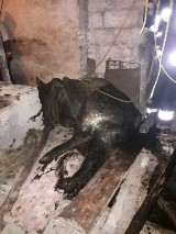 Strażacy z Piły z kolegami z Kaczor i Morzewa uratowali byka, który wpadł do kanału w oborze