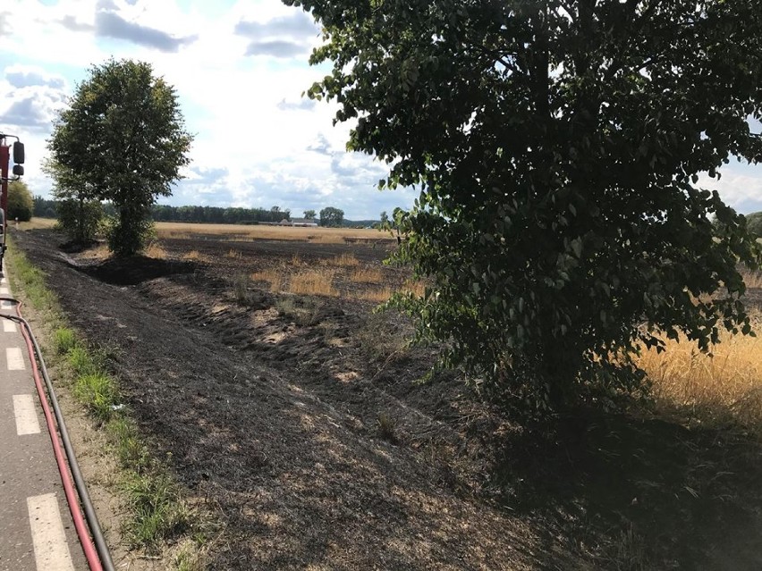Pożar w Sokolcu. Spłonęło pół hektara zboża na pniu [FOTO]