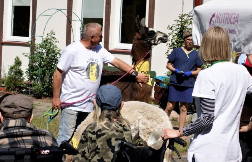 Alpaki i lama odwiedziły pacjentów szpitala w Dzierżążnie