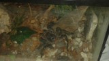 Jadowity pająk zostawiony przy śmietniku we Wrzeszczu. Musiała interweniować Straż Miejska