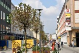 Mieszkańcy: Schną drzewa na ul. Krakowskiej i na rynku. Ratusz: Są podlewane [WIDEO, ZDJĘCIA]