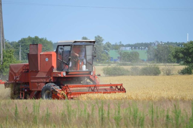 Żniwa u Piotra Koczorowskiego