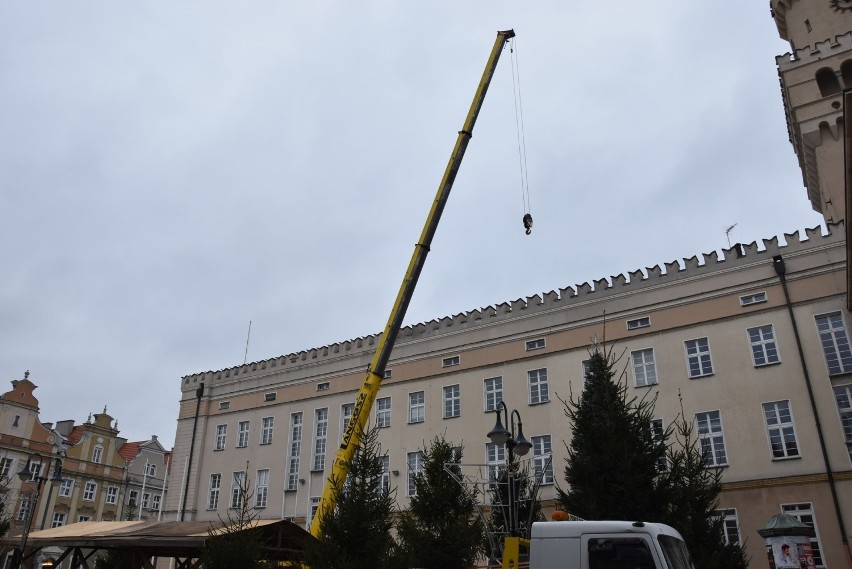 Na rynku w Opolu stanęły choinki. To element świątecznego przystrajania miasta [ZOBACZ ZDJĘCIA]