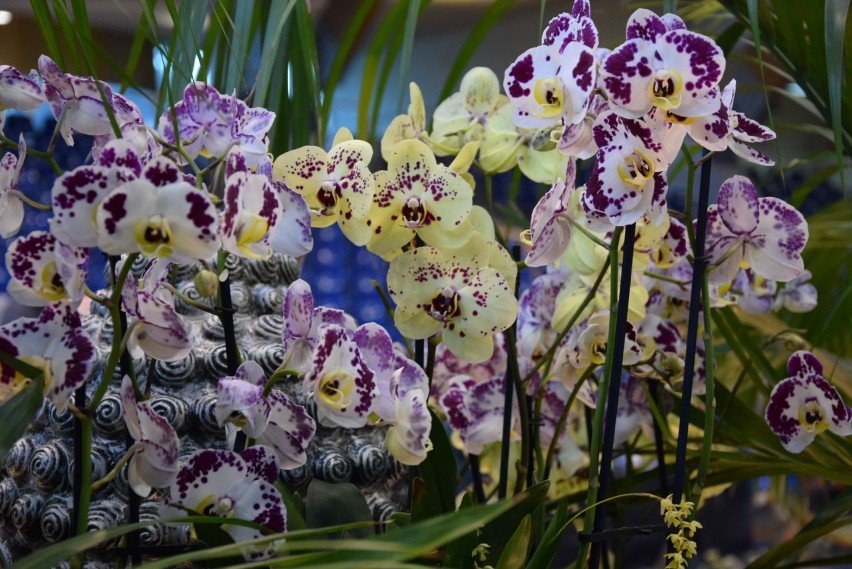 III Międzynarodowa Wystawa Świat Storczyków - The World of Orchids [zdjęcia]