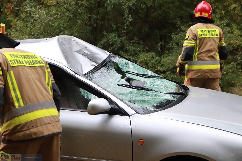 Łoś uderzył w audi - wypadek na drodze Włocławek -...