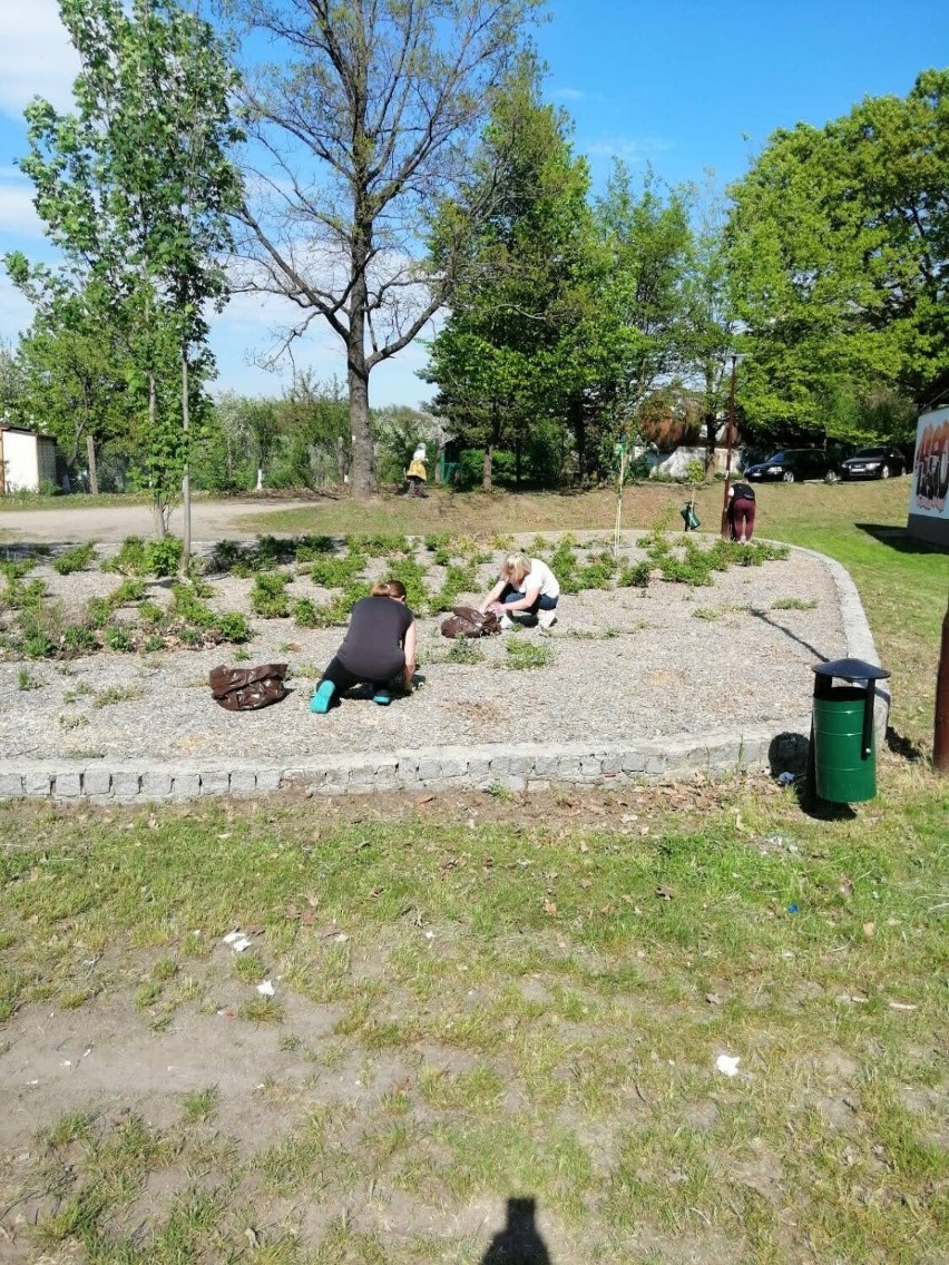 Odwdzięczyli się za pomoc. Uchodźcy z Ukrainy uporządkowali teren przy działkach 
