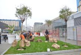 Sadzenie drzew w Warszawie. Przybędzie ponad 1000 drzew [FOTO]