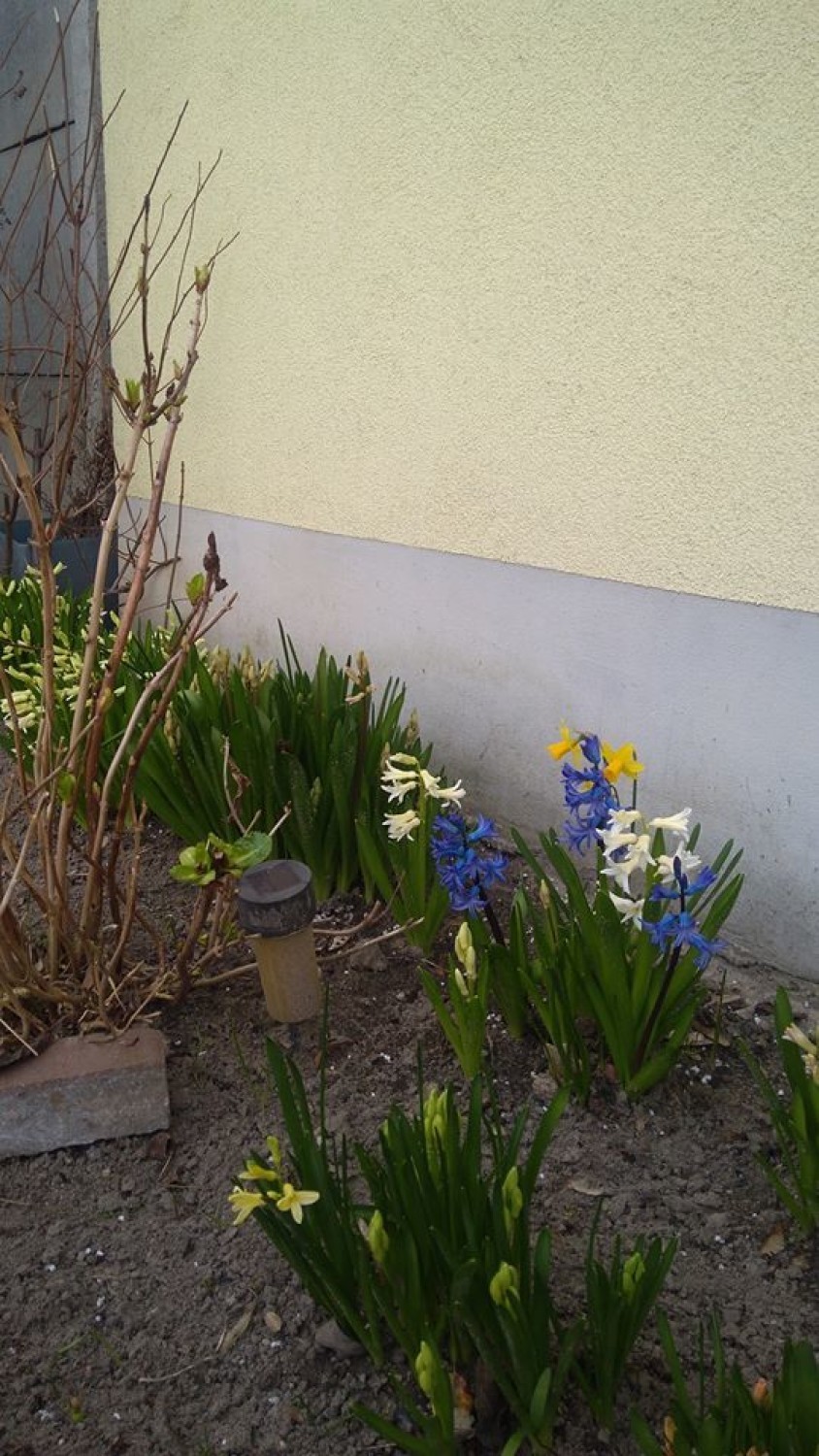Wolsztyn: przesłaliście nam oznaki wiosny ze swoich przydomowych ogródków. Od razu zrobiło się radośniej
