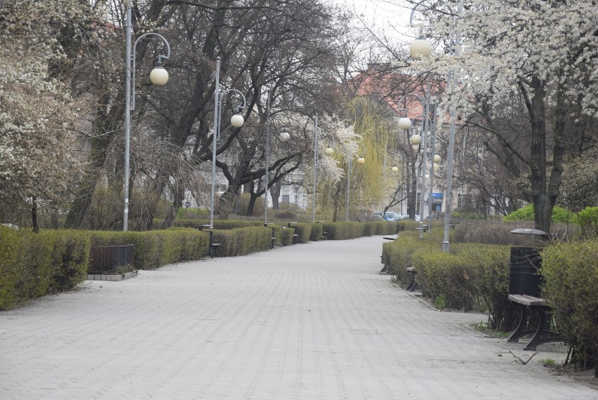 Rewaloryzacja plant miejskich w Kaliszu. Znamy wykonawcę i...