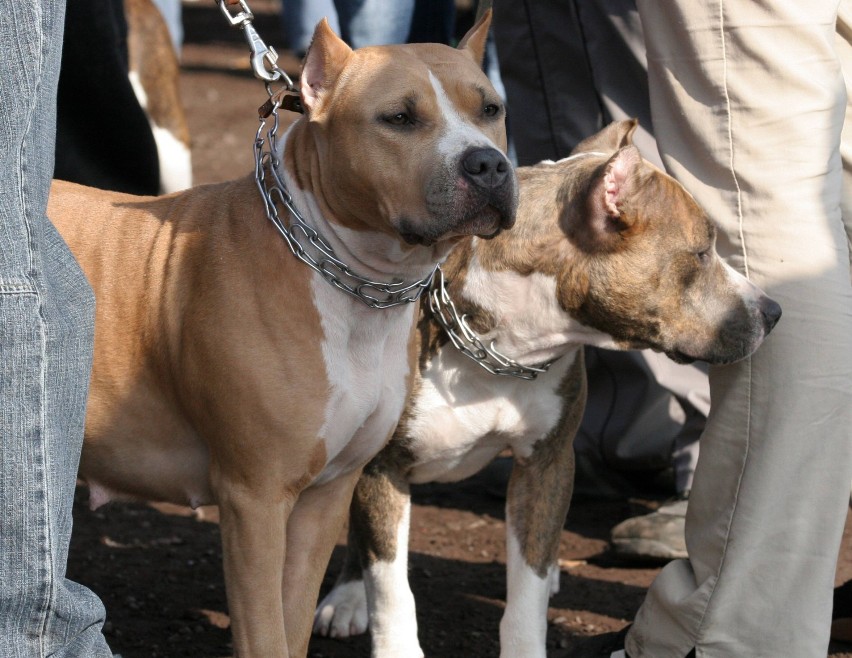 Teriery
American staffordshire terrier, 
staffordshire bull...