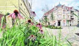 W kilku dzielnicach w Słupsku będzie bardziej zielono