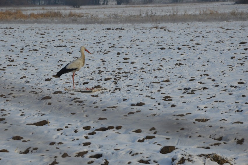 Ratują bociana