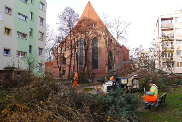 Lubin. Mimo protestów wycieli drzewa na ulicy Reja