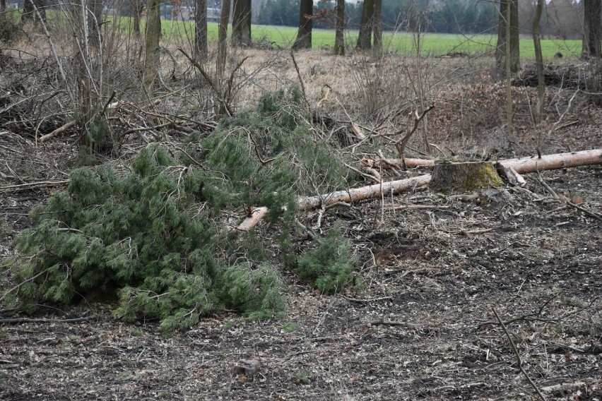 Gniezno: trwa wycinka drzew pod budowę "południowej obwodnicy" [26.02.2022]
