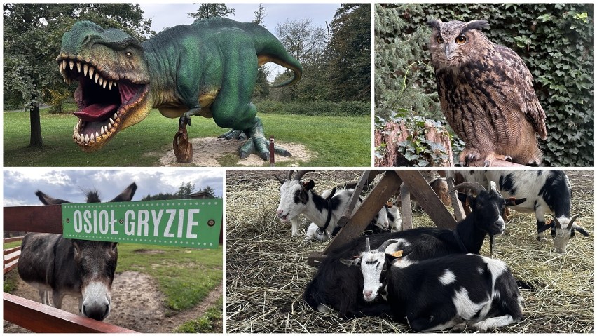 Odwiedzamy ZOO i Park Dinozaurów w Lubinie