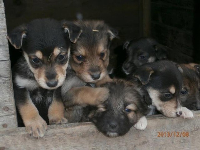 8 szczeniaków czeka na nowe domy. Są to suczki, samodzielnie już jedzą. Przebywają w domu tymczasowym. Kontakt w sprawie adopcji: 71/789-11-57.