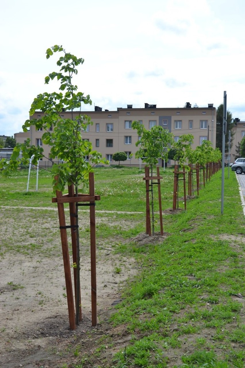 Ponad 20 drzew posadzono w Radlinie