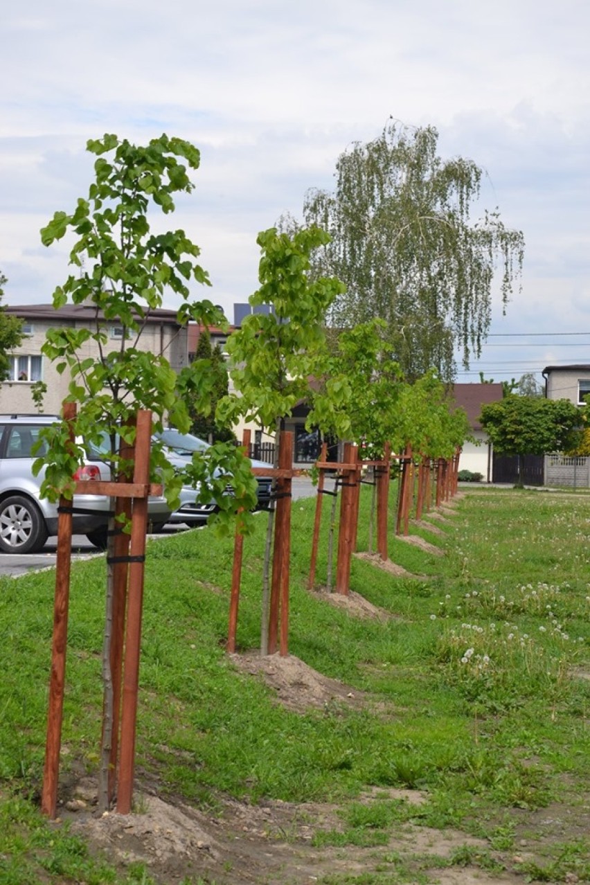 Ponad 20 drzew posadzono w Radlinie