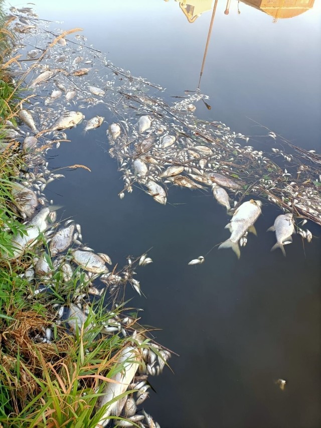 Po raz pierwszy śnięte ryby w Kanale Gliwickim zostały znalezione w marcu, potem również w lipcu i w mniejszej ilości w sierpniu. Zdjęcia pochodzą od wędkarzy, którzy pomagali przy usuwaniu padłych okazów.