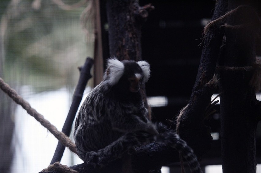 Małpki marmozety białouche zadomowiły się w Legnickiej Palmiarni [ZDJĘCIA] 
